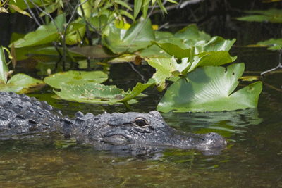 Alligator
