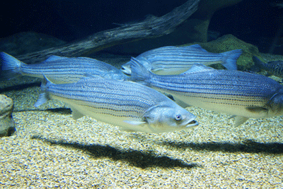 Striped Bass
