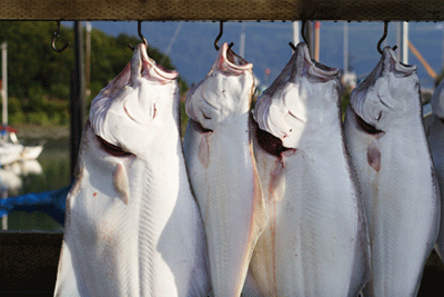 Halibut