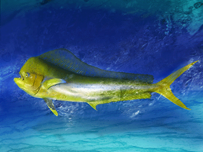 Mahi Mahi