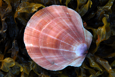 Scallop