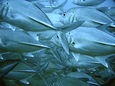 Tuna