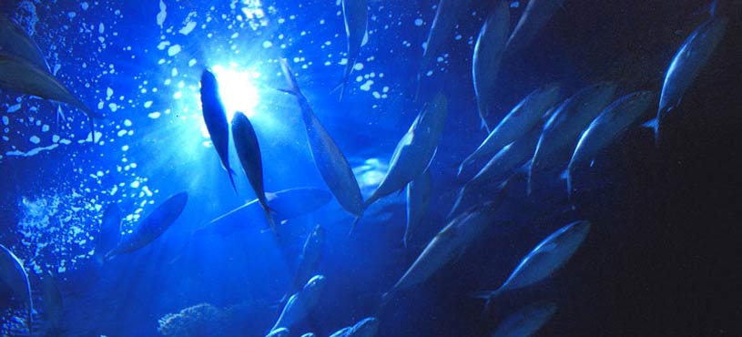 Triar Seafood Articles