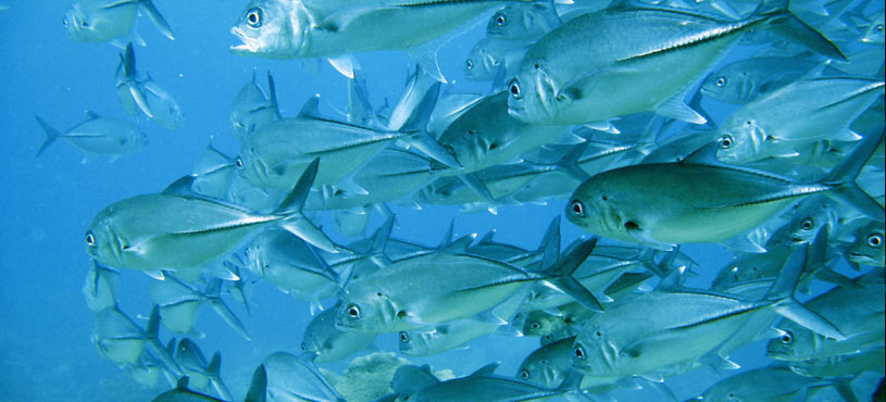 Contact Triar Seafood