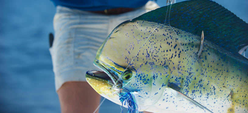 Triar Seafood Partners