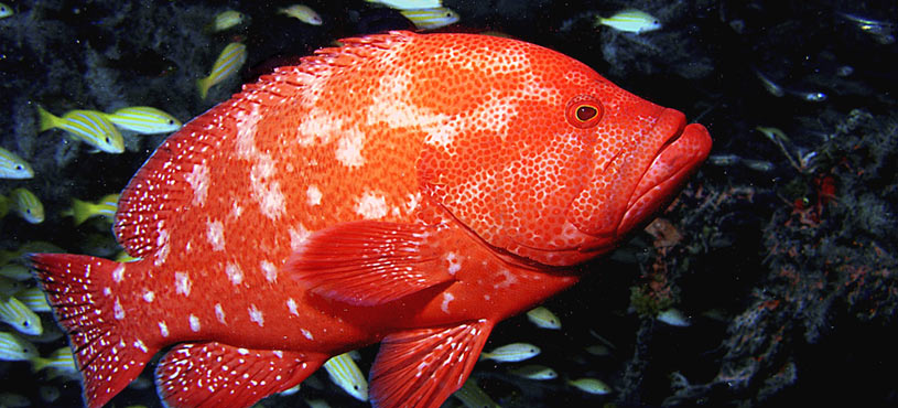 Red Fish