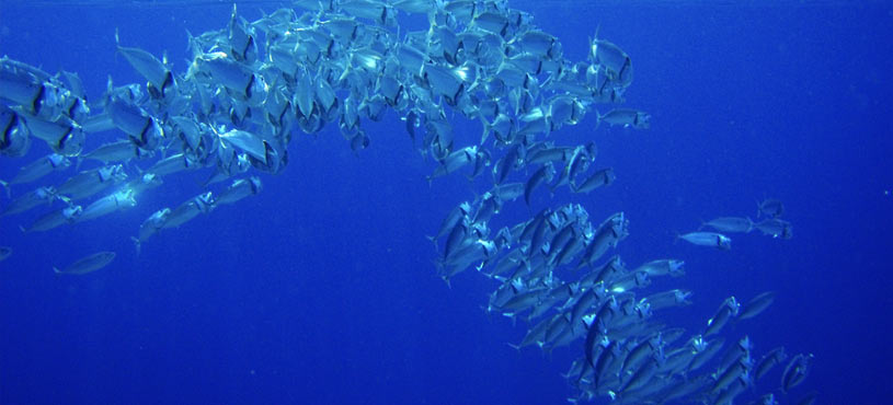 School of Fish